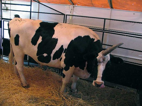 Jia Kebing, một nông dân tỉnh Hà Bắc, Trung Quốc, sở hữu một chú bò mọc sừng ở trán, giống như loài kỳ lân trong những câu chuyện truyền thuyết. Nhiều người tỏ ra hiếu kỳ và đến tận nơi để chiêm ngưỡng chú bò kỳ lạ. Ảnh: List25 25 con vật đột biến có hình thù kỳ quái (kỳ 1)