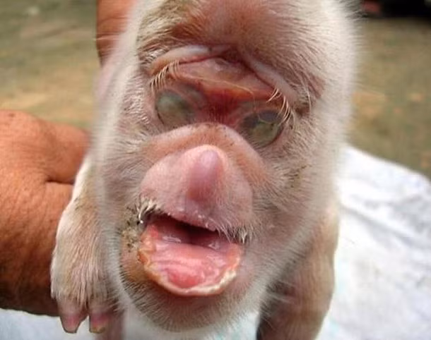 Ông Feng Changlin tại thị trấn Xiping, Trung Quốc, cho biết nhà ông sở hữu một chú heo mặt khỉ vào năm 2008. Nhiều người hiếu kỳ cho hay con heo có 2 vành môi mỏng, cái mũi nhỏ, 2 con mắt to và 2 chân sau dài hơn 2 chân trước. Do hai chân sau phát triển hơn nên nó phải nhảy như chuột túi để di chuyển. Tuy nhiên, ông Feng xác nhận nó đã chết vài tuần sau khi ra đời. Ảnh: List25 25 con vật đột biến có hình thù kỳ quái (kỳ 1)