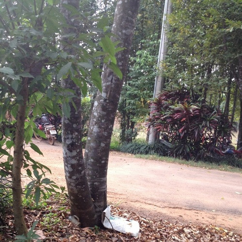 ""Tỷ phú chân đất"" nuôi kiến tạo trầm hương thu hàng chục tỷ đồng ảnh 1 ""Tỷ phú chân đất"" nuôi kiến tạo trầm hương thu hàng chục tỷ đồng ảnh 1