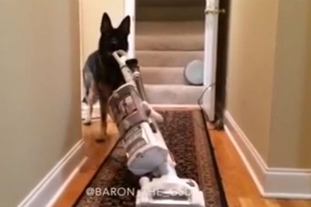 Choáng với chú chó có thể rửa bát, điều khiển máy hút bụi - Ảnh 1