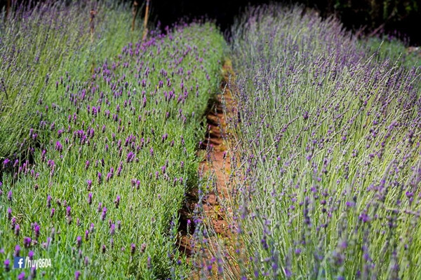 Vẻ đẹp từ những luống hoa oải hương tại vườn của anh Tiến Thành. Ảnh: Nguyễn An Huy. vuon-oai-huong-hot-nhat-da-lat-dong-cua-vi-khach-thieu-y-thuc-1