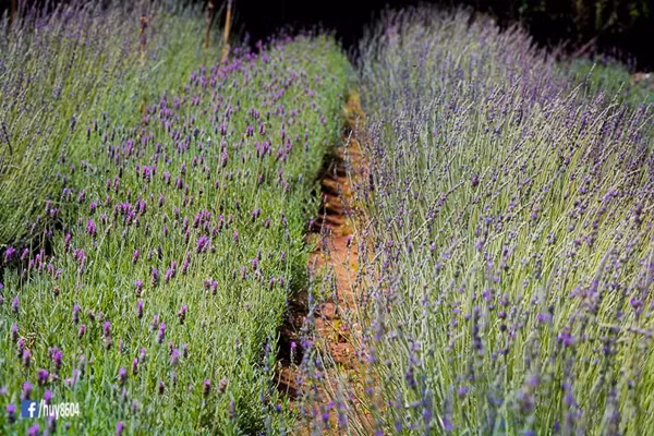 vuon-oai-huong-hot-nhat-da-lat-dong-cua-vi-khach-thieu-y-thuc-1