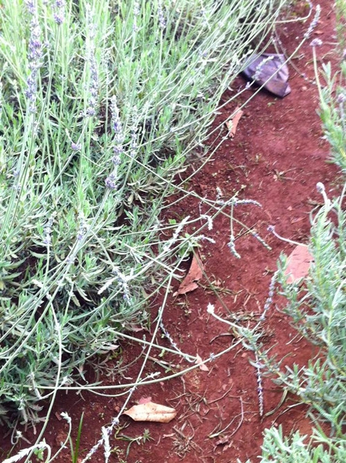 Lối hoa oải hương bị dập nát do ý thức kém của khách tham quan. vuon-oai-huong-hot-nhat-da-lat-dong-cua-vi-khach-thieu-y-thuc-2