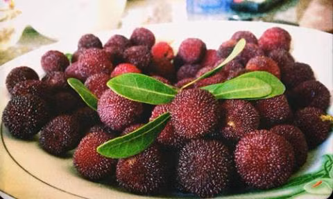 Quả thanh mai có rất nhiều công dụng cho sức khỏe. công dụng của quả thanh mai