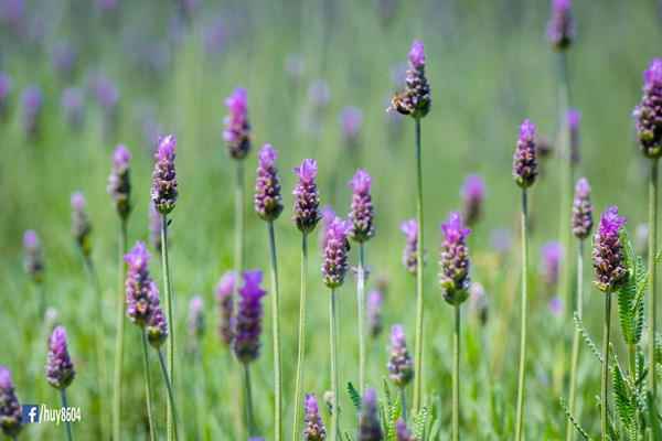 Vườn oải hương hot nhất Đà Lạt đóng cửa vì khách thiếu ý thức