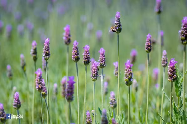 Vườn oải hương hot nhất Đà Lạt đóng cửa vì khách thiếu ý thức