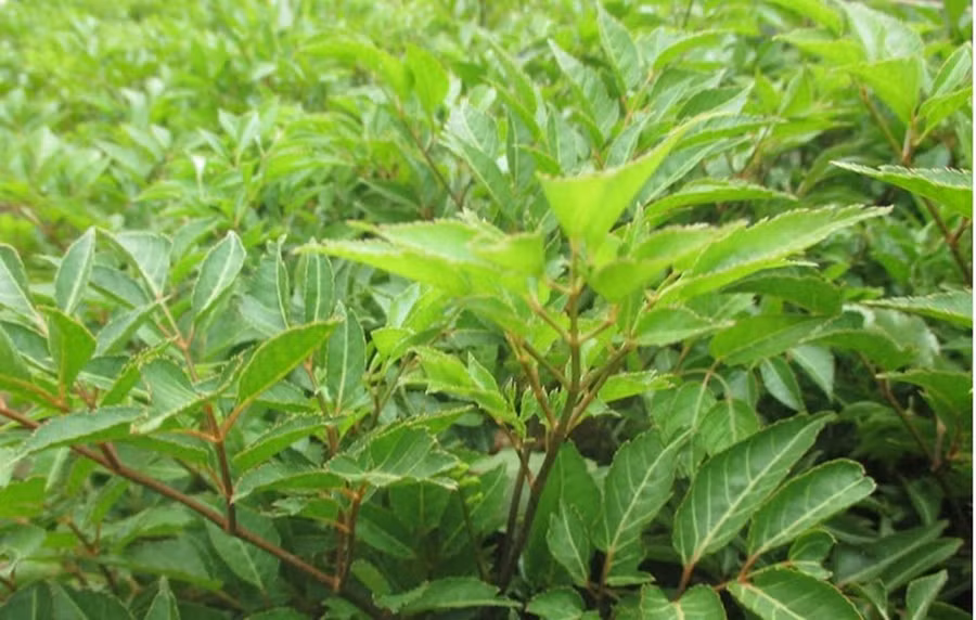 Nếu bị những bệnh này đừng vội uống thuốc tây, hãy sử dụng đinh lăng vừa an toàn vừa hiệu quả