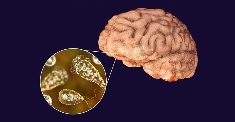 A-mip sống được ở nhiệt độ trên 30 độ C, chịu được nhiệt độ lên đến 45 độ C trong môi trường tự do.