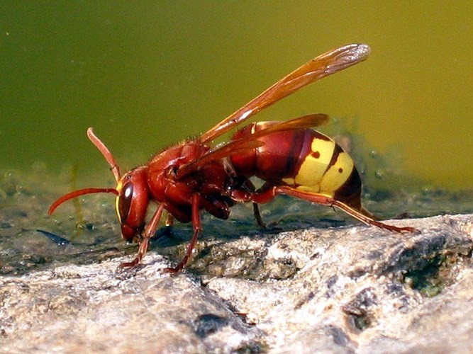 12 loài dùng điện làm vũ khí săn mồi khó tin nhất - Hình 8 12 loai dung dien lam vu khi san moi kho tin nhat-Hinh-8