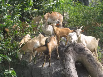 Người nắm giữ những 