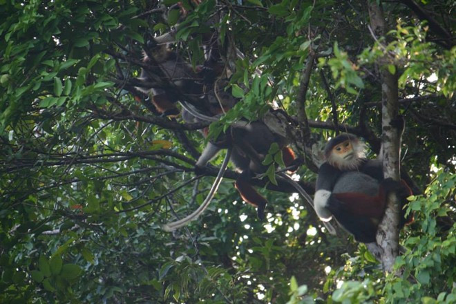 Tiến sĩ Đinh Thị Phương Anh, Trưởng khoa Sinh - Môi trường, Đại học Sư phạm Đà Nẵng nói: Năm 1995, tôi may mắn trở thành người đầu tiên phát hiện nghiên cứu về loài linh trưởng này. Lúc đó, khoảng chừng 200 cá thể, nhưng bây giờ theo kết quả khảo sát nghiên cứu mới nhất của chúng tôi cũng như nhiều chuyên gia động vật học khác thì số lượng cá thể Voọc chà vá chân nâu ở Sơn Trà đã tăng lên khoảng 350 cá thể.