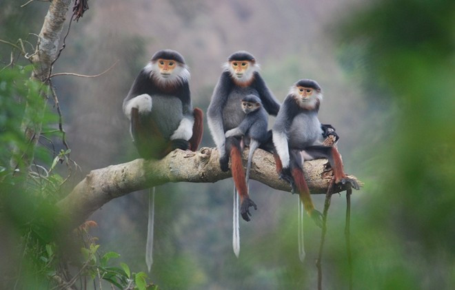 Loài này có thân hình thon nhỏ, lông nhiều màu, trán màu đen, lông mặt dầy tạo thành đĩa mặt, màu từ trắng xám đến xám. Cổ và ngực chúng có màu hung đỏ rồi nhạt dần. Voọc chà vá chân nâu sống trong rừng nguyên sinh trên núi cao, kiếm ăn cả ở rừng thứ sinh, rừng hỗn giao, nương rẫy. Ngắm