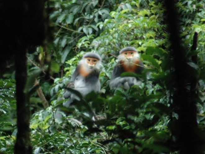 Ở Việt Nam, Voọc chà vá chân nâu sống ở Thanh Hóa, Nghệ An, Hà Tĩnh, Quảng Bình, Thừa Thiên - Huế, Quảng Nam, Kontum, Gia Lai, Đắk Lắk, Lâm Đồng, Đồng Nai... nhưng nhiều nhất là ở bán đảo Sơn Trà (Đà Nẵng). Voọc chà vá chân nâu là linh trưởng quý hiếm, qua tìm hiểu tôi biết loài voọc này đang tồn tại một số nơi trên thế giới.