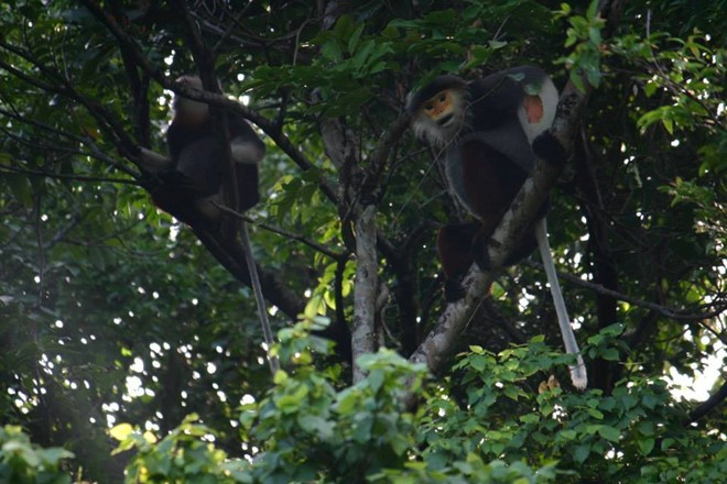 Theo số liệu theo dõi của Tổ chức bảo tồn Voọc chà vá quốc tế, trong khi loại linh trưởng này có nguy cơ tuyệt chủng trên thế giới, thì tại bán đảo Sơn Trà lại đang phát triển ổn định. Ngắm