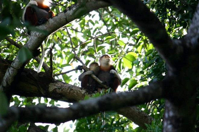 Theo ông Nguyễn Ái Tâm, Trưởng phòng nghiên cứu Trung tâm đa dạng sinh học Nước Việt Xanh (Green Việt) voọc thường ăn ở theo từng gia đình. Nghiên cứu viên Nguyễn Ái Tâm, Trưởng phòng nghiên cứu Trung tâm đa dạng sinh học Nước Việt Xanh (Green Việt) cho biết: Qua nghiên cứu về tập tính và sinh hoạt hằng ngày của Voọc, chúng tôi biết được chúng thường ăn ở theo từng gia đình. Chúng tôi đã theo sát một gia đình Voọc gồm 5 con. Khoảng 6 giờ sáng, chúng thức dậy và đi ăn, thức ăn của chúng là quả sung, lá đa cùng nhiều loại lá cây khác tại bán đảo Sơn Trà. Khoảng 11 giờ chúng ngủ, đến 3 giờ chiều, trời mát chúng đi ăn lại.