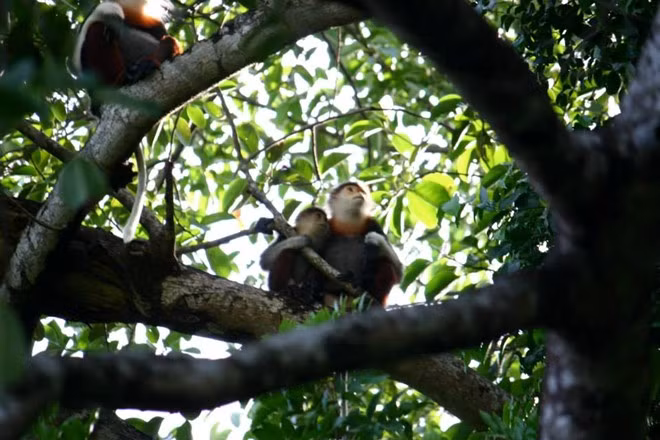 Nghiên cứu viên Nguyễn Ái Tâm, Trưởng phòng nghiên cứu Trung tâm đa dạng sinh học Nước Việt Xanh (Green Việt) cho biết: Qua nghiên cứu về tập tính và sinh hoạt hằng ngày của Voọc, chúng tôi biết được chúng thường ăn ở theo từng gia đình. Chúng tôi đã theo sát một gia đình Voọc gồm 5 con. Khoảng 6 giờ sáng, chúng thức dậy và đi ăn, thức ăn của chúng là quả sung, lá đa cùng nhiều loại lá cây khác tại bán đảo Sơn Trà. Khoảng 11 giờ chúng ngủ, đến 3 giờ chiều, trời mát chúng đi ăn lại. 