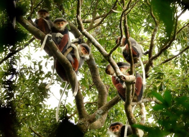 Không chỉ là “lá phổi xanh" điều tiết khí hậu, bán đảo Sơn Trà còn được nhiều người biết đến là “vương quốc” của loài linh trưởng quý hiếm có tên Voọc chà vá chân nâu. Không chỉ là “lá phổi xanh” điều tiết khí hậu, là bức bình phong chặn gió bão cho Đà Nẵng, là địa chỉ du lịch sinh thái lý tưởng của Đà Nẵng, bán đảo Sơn Trà còn được nhiều người biết đến là “Vương quốc” của một loài linh trưởng vô cùng quý hiếm, không chỉ của Việt Nam mà còn là của thế giới đó là Voọc chà vá chân nâu.