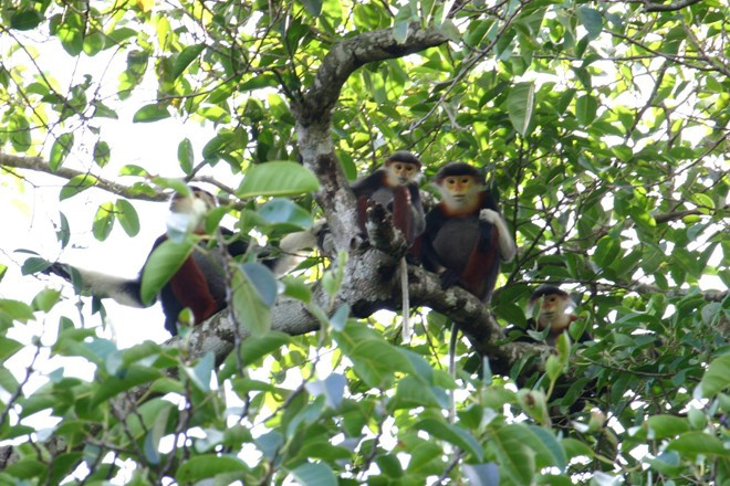 Voọc chà vá chân nâu ở Sơn Trà được phát hiện từ năm 1969. Đến nay đã có ít nhất 5 đoàn nghiên cứu khảo sát thực địa để tìm hiểu sâu về loài linh trưởng quý hiếm này. Nhiều đoàn làm phim trong và ngoài nước cũng đã đến đây, vì vậy hình ảnh loài Voọc chà vá chân nâu tại núi Sơn Trà đã được thế giới biết đến. Loài Voọc chà vá chân nâu ở Sơn Trà được phát hiện nghiên cứu từ năm 1969. Đến nay đã có ít nhất 5 đoàn nghiên cứu khảo sát thực địa để tìm hiểu sâu về loài linh trưởng quý hiếm đặc biệt này. Nhiều đoàn làm phim trong và ngoài nước cũng đã đến đây, vì vậy hình ảnh loài Voọc chà vá chân nâu tại núi Sơn Trà đã được thế giới biết đến. Chúng không đi riêng lẻ mà thường sống theo bầy đàn, theo từng gia đình. Ăn trên cây, ngủ trên cây. Thức ăn của chúng cũng rất phong phú.