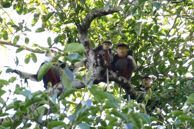Loài Voọc chà vá chân nâu ở Sơn Trà được phát hiện nghiên cứu từ năm 1969. Đến nay đã có ít nhất 5 đoàn nghiên cứu khảo sát thực địa để tìm hiểu sâu về loài linh trưởng quý hiếm đặc biệt này. Nhiều đoàn làm phim trong và ngoài nước cũng đã đến đây, vì vậy hình ảnh loài Voọc chà vá chân nâu tại núi Sơn Trà đã được thế giới biết đến. Chúng không đi riêng lẻ mà thường sống theo bầy đàn, theo từng gia đình. Ăn trên cây, ngủ trên cây. Thức ăn của chúng cũng rất phong phú. 