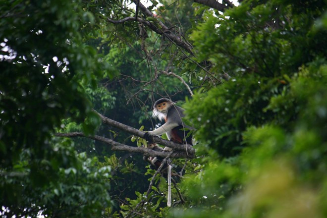 "Chúng tôi đã theo sát một gia đình Voọc gồm 5 con. Khoảng 6h hàng ngày, chúng thức dậy và đi ăn. Thức ăn của chúng là quả sung, lá đa cùng nhiều loại lá cây khác tại bán đảo Sơn Trà. Khoảng 11h chúng ngủ và đến 15h, khi trời mát thì đi ăn lại", ông Tâm cho hay. Ở nước ta, lượng cá thể của loài này chiếm tới 83% số lượng voọc trên thế giới, với khoảng 530 cá thể, tập trung chủ yếu tại Khu Bảo tồn thiên nhiên Sơn Trà. Theo số liệu khảo sát nghiên cứu, theo dõi của Tổ chức bảo tồn Vooc chà vá quốc tế và theo các nghiên cứu được công bố mới nhất của nhiều chuyên gia trong nước cho thấy, trong khi loại linh trưởng này có nguy cơ tuyệt chủng trên thế giới, thì tại bán đảo Sơn Trà lại đang phát triển ổn định.