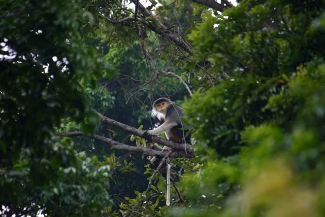 Khu bảo tồn thiên nhiên Sơn Trà là một khu rừng xinh đẹp, tập hợp của một kho tàng sinh thái phong phú, đa dạng và sống động, đầy sức hấp dẫn đối với du khách với những bí ẩn của rừng tự nhiên. Theo các nhà sinh thái học, hiện nay Sơn Trà có tất cả 287 loài thú, 106 loài chim, 15 loài động vật hoang dã quý hiếm cần được bảo tồn, trong đó có Voọc chà vá chân nâu, một loại linh trưởng đặc biệt hiếm hoi trên thế giới