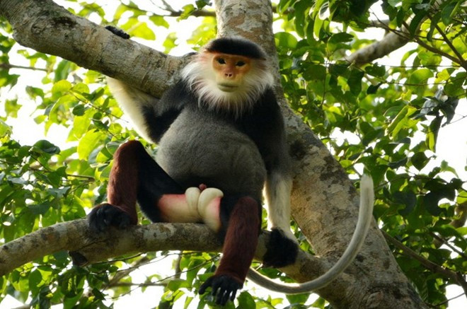 Voọc chà vá chân nâu (hay còn gọi là Voọc ngũ sắc) thuộc danh mục nhóm IIB mức nguy cấp trong sách đỏ Việt Nam, thuộc các loài động vật cần được bảo vệ vô điều kiện. Với đặc trưng 5 màu, Voọc chà vá chân nâu (hay còn gọi là Chà vá chân đỏ hoặc Voọc ngũ sắc) được tổ chức bảo vệ động vật hoang dã quốc tế tôn vinh là “nữ hoàng” của các loài linh trưởng cư trú trong rừng sâu bởi vẻ đẹp khác thường của nó. Loài này thuộc danh mục nhóm IIB ở mức nguy cấp trong sách đỏ Việt Nam và tổ chức bảo tồn thiên nhiên thế giới xếp vào danh sách các loài động vật cần được bảo vệ vô điều kiện.