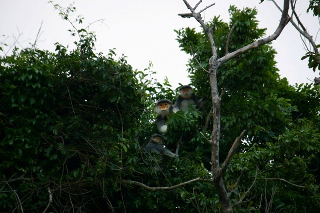 Tuy nhiên, để bảo vệ “báu vật” này, nhiều chuyên gia cho rằng ngoại trừ những tác động tiêu cực bất khả kháng từ phía thiên nhiên, thì Đà Nẵng cũng như các tổ chức liên quan cần có chiến lược cụ thể để bảo tồn một cách bền vững hơn. Ngắm