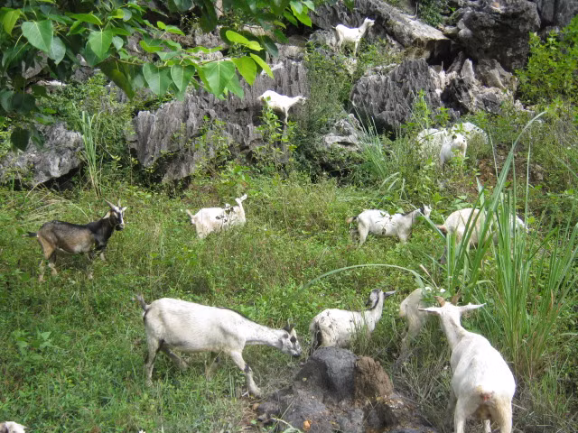 Người nắm giữ những 