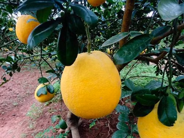 XONGTẾTTâm sự cảm động của du học sinh đón Tết ở xứ người