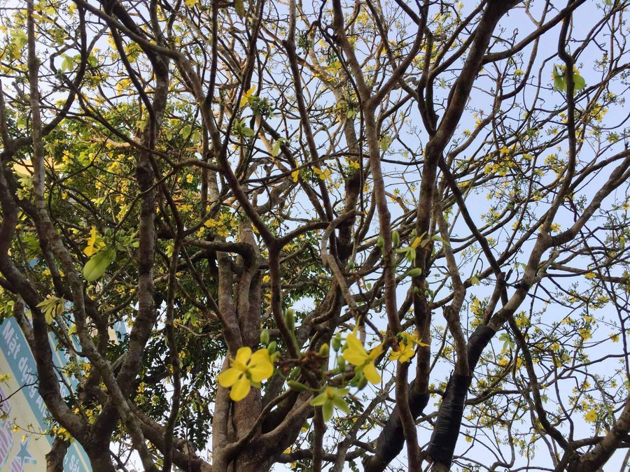 Cây mai được ngắt lá, xử lý cho ra hoa tự nhiên. Cây mai được ngắt lá, xử lý cho ra hoa tự nhiên.