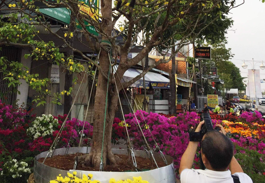 Cây mai "khủng" thu hút sự chú ý của nhiều du khách. Cây mai "khủng" thu hút sự chú ý của nhiều du khách.