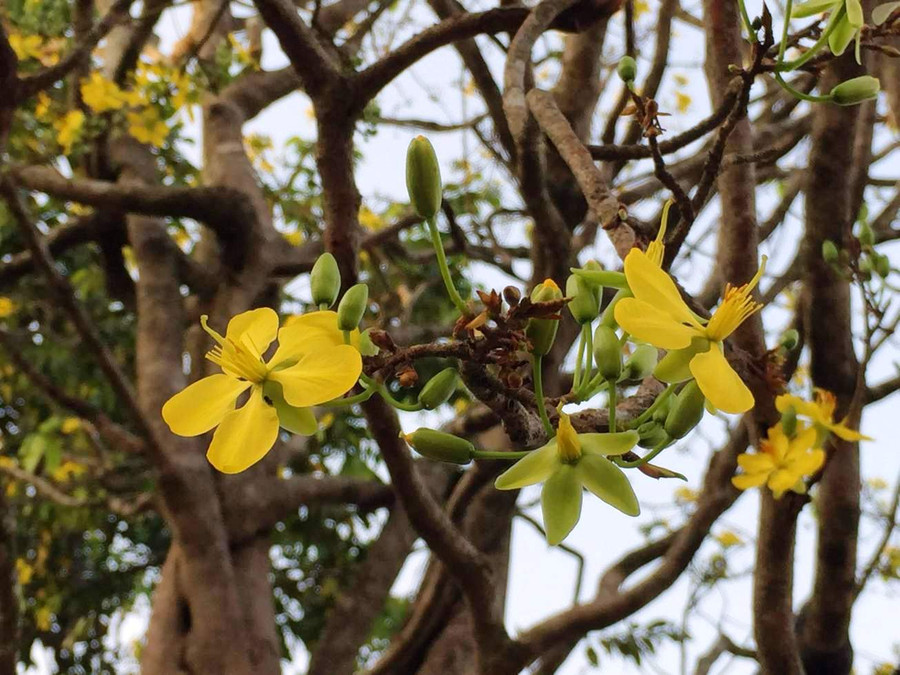 Dù cây to, sống qua 1 thế kỷ nhưng cho nụ, hoa rất nhiều và đẹp. Dù cây to, sống qua 1 thế kỷ nhưng cho nụ, hoa rất nhiều và đẹp.