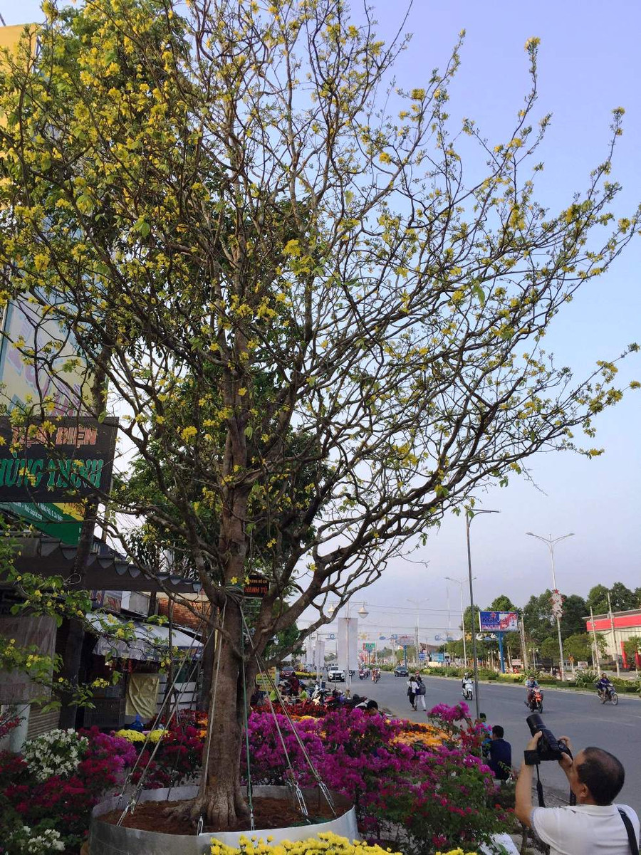 Cây mai cao 9m, tán rộng 6m, chu vi gốc to hơn 1m. Cây mai cao 9m, tán rộng 6m, chu vi gốc to hơn 1m.