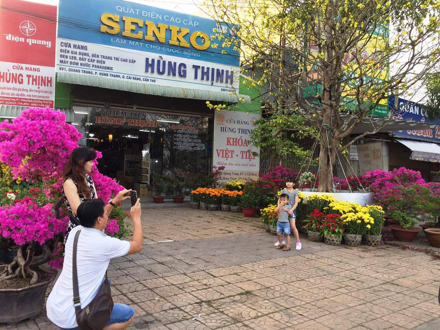Độc đáo cây mai vàng 2,4 tỉ đồng ở Cần Thơ