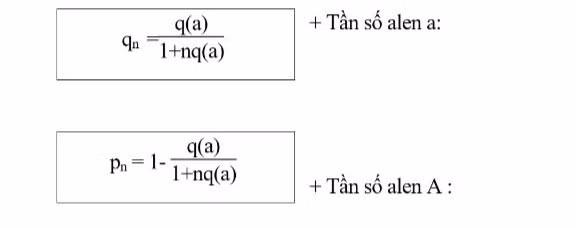  Ôn thi tốt nghiệp THPT Sinh học: Bí quyết giải bài tập Di truyền học quần thể ảnh 5
