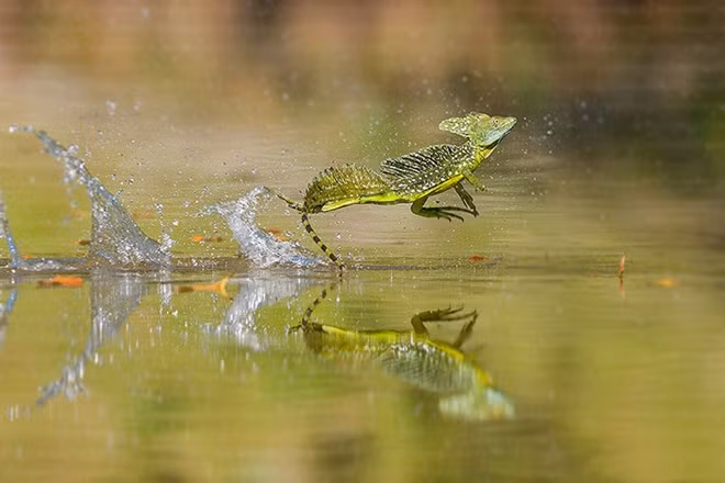 Thằn lằn Basilisk - bậc thầy về lướt siêu tốc trên mặt nước