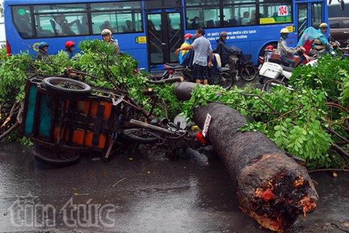 TP HCM: Mưa lớn, cây đổ đè nhiều người đi đường