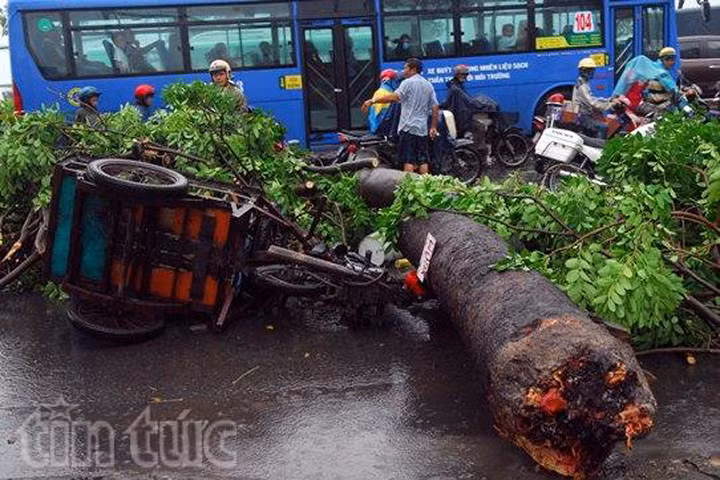 TP HCM: Mưa lớn, cây đổ đè nhiều người đi đường