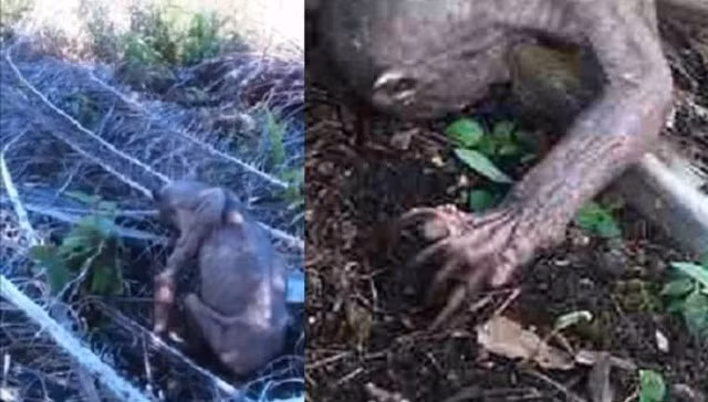 Gấu chó mắc bệnh lạ có hình thù như “người ngoài hành tinh“