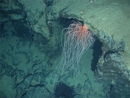 10 điều bí ẩn dưới đáy đại dương gây sốc ảnh 3