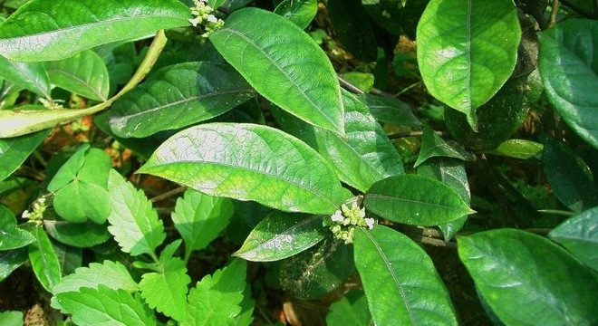 Dây ruột gà: Viagra “trời cho” giúp quý ông “cả đêm không mệt“