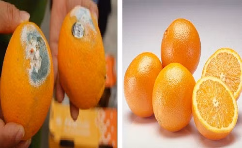 Chiêu phân biệt hoa quả chín ép cực dễ dàng - Ảnh 2