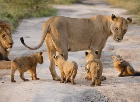 Top 10 su that thu vi ve dong vat co vu - Anh 8