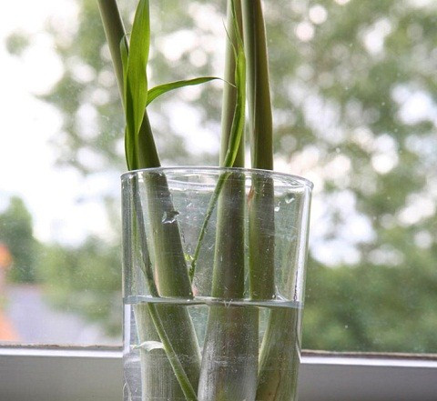 Bất ngờ về khả năng đuổi muỗi của cây sả