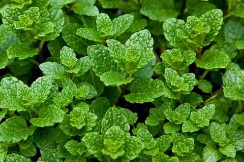 Hương thơm của húng lủi khiến muỗi khiếp sợ