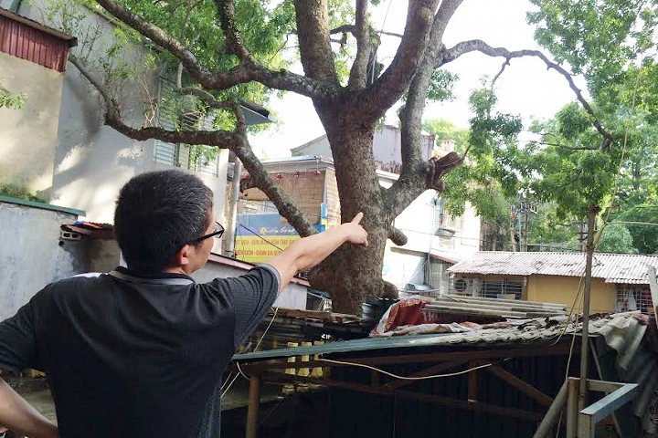 Cây cổ thụ đâm xuyên qua nhà, hàng chục hộ dân sống trong sợ hãi