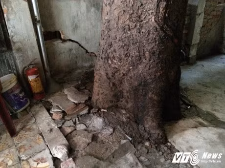 Cay co thu dam xuyen qua nha, hang chuc ho dan song trong so hai - Anh 2