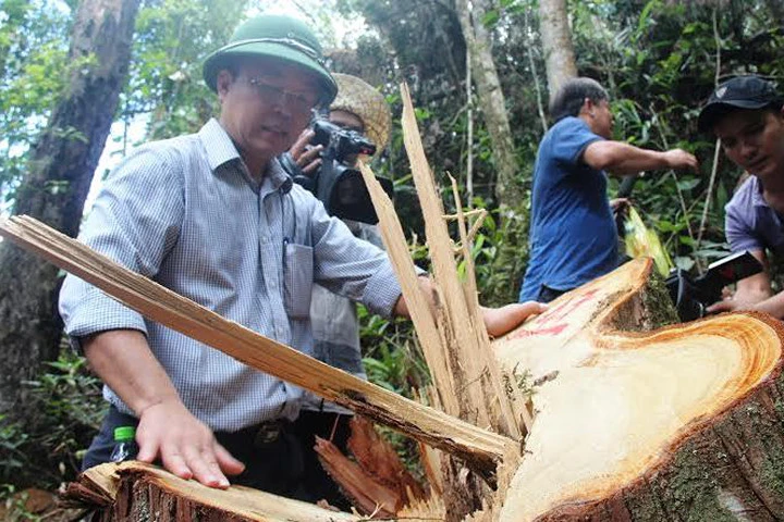 Hé lộ thời điểm công bố vụ phá rừng pơ mu