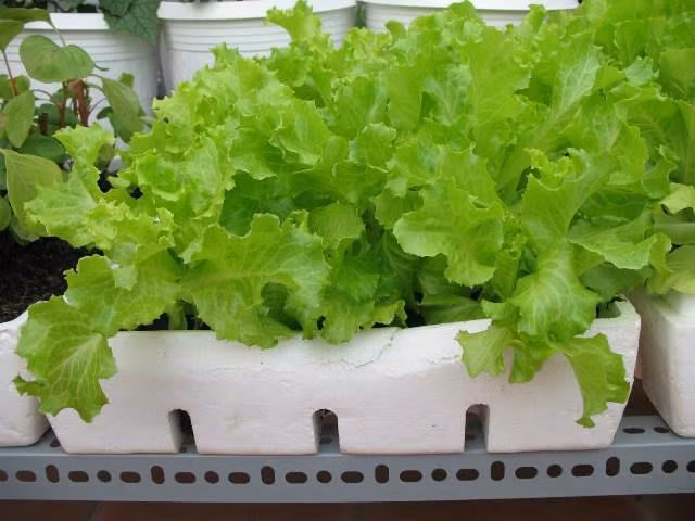 Cách trồng rau xà lách trong thùng xốp cực nhanh, ăn quanh năm không hết ảnh 3