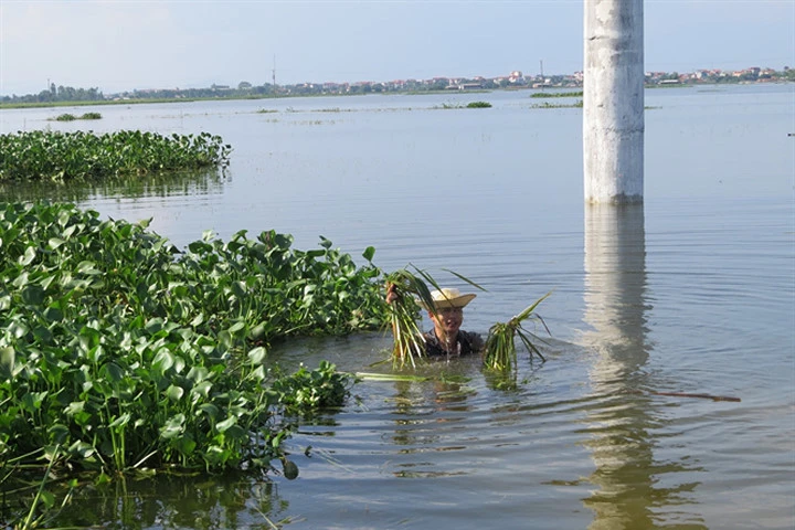 Bàng hoàng nước thượng nguồn đổ về nhấn chìm hàng ngàn ha lúa Vĩnh Phúc